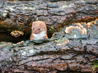 Weasel or Least weasel (mustela nivalis)