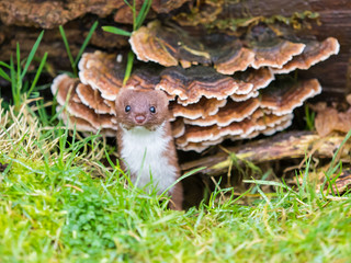 Weasel or Least weasel (mustela nivalis)