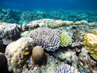colorful coral reef in thailand