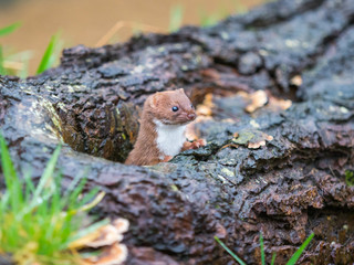 Weasel or Least weasel (mustela nivalis)