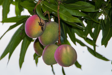 Ripening mangoes hanging from the tree.