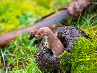 Weasel or Least weasel (mustela nivalis)