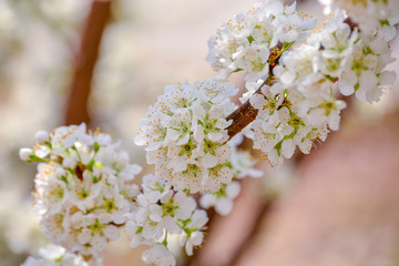 Plum Tree Branch full of flower bunches in Spring Time