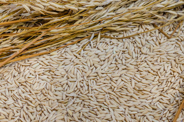 Organic Dry Paddy for Foodstuff Background.