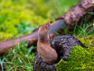 Weasel or Least weasel (mustela nivalis)