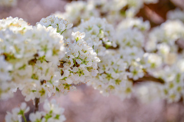 Plum Tree Branch full of flowers in Spring Time