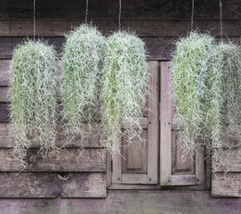 Group of spanish moss.