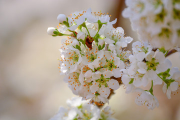 Bunch of Plum Tree Flower Blossoms in Spring