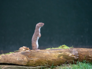 Weasel or Least weasel (mustela nivalis)