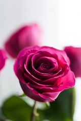 Fototapeta na wymiar bouquet of roses, Valentines Day background