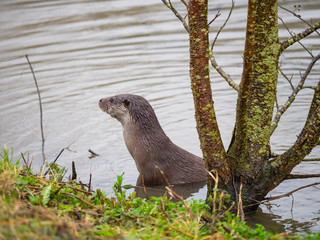 Eurasian otter (Lutra lutra) on a grass bank
