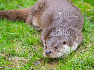 Eurasian otter (Lutra lutra) on a grass bank