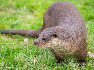 Eurasian otter (Lutra lutra) on a grass bank