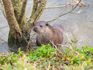 Eurasian otter (Lutra lutra) on a grass bank