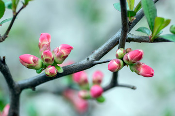 Ornamental shrub Chaenomeles japonica cultivar superba