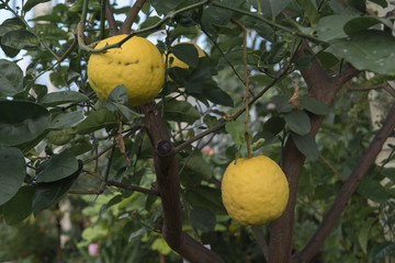 Two large lemons of the Imperial lemon citrus tree