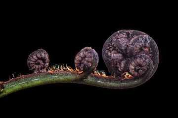 Unfurling frond tip of the Black tree fern (Cyathea medullaris)