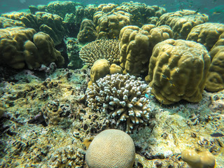 colorful coral reef in thailand