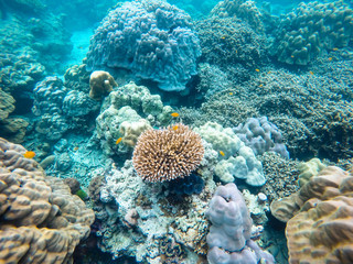 colorful coral reef in thailand