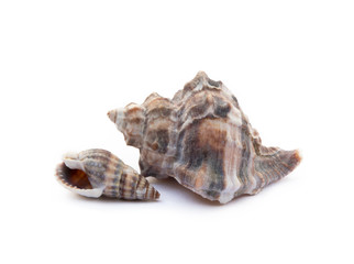 Exotic sea shells isolated on white background