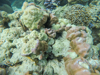 Sea urchin and white coral