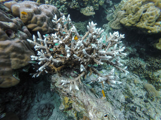 colorful coral reef in thailand