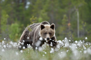Brown bear in summer scenery, Finland, taiga