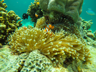 colorful coral reef in thailand
