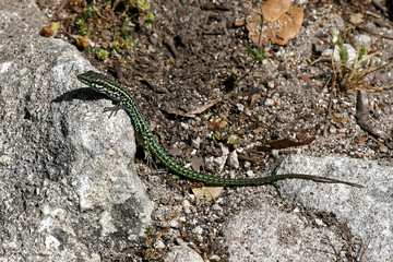 Zielona jaszczurka na Korsyce