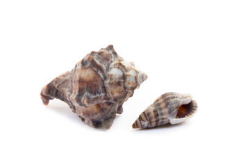 Exotic sea shells isolated on white background