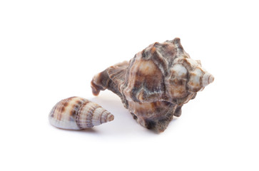 Exotic sea shells isolated on white background