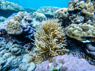 colorful coral reef in thailand