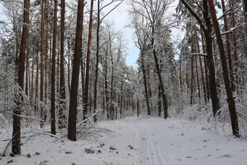 winter landscape with trees and snow