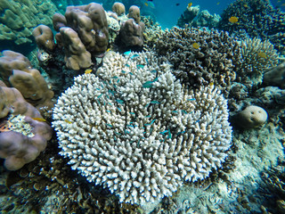 colorful coral reef in thailand