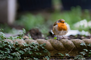 Robin in Garden
