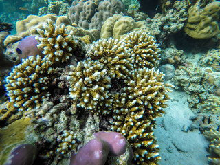 colorful coral reef in thailand