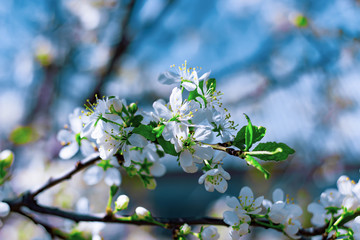 Flowers of the cherry blossoms on a spring day.