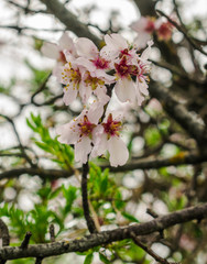 Almond flowers (prunus dulcis) with sunlight