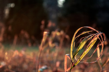 In the meadow in autumn, the grass is beautifully lit by the rays of the setting sun. Closeup on blurred forest background.