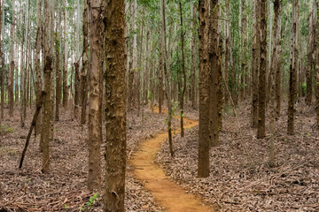 A trail through Eucalyptus trees.