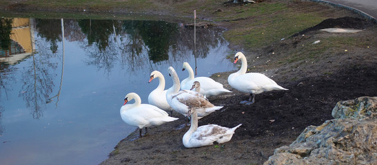Swans on a pond in a city park.