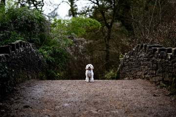 White dog on path