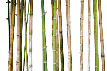 real bamboo