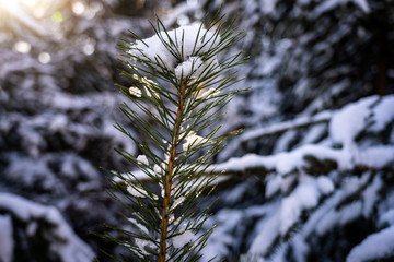 Winter theme photo of sunny snowy landscape. Snow covered fir trees in forest. Selective focus.