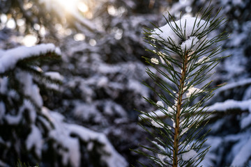 Winter theme photo of sunny snowy landscape. Snow covered fir trees in forest. Selective focus.