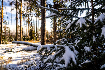 Winter theme photo of sunny snowy landscape. Snow covered fir trees in forest. Selective focus.