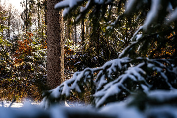 Obraz premium Winter theme photo of sunny snowy landscape. Snow covered fir trees in forest. Selective focus.