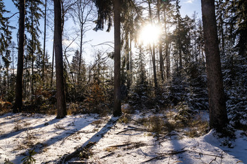 Obraz premium Winter theme photo of sunny snowy landscape. Snow covered fir trees in forest.