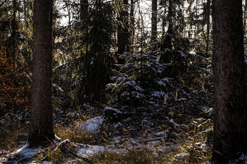 Winter theme photo of sunny snowy landscape. Snow covered fir trees in forest.