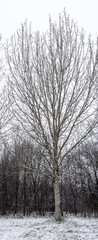 photo bookmark of snowy tree, vertical photo